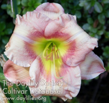 Daylily Highview Dimple Darling